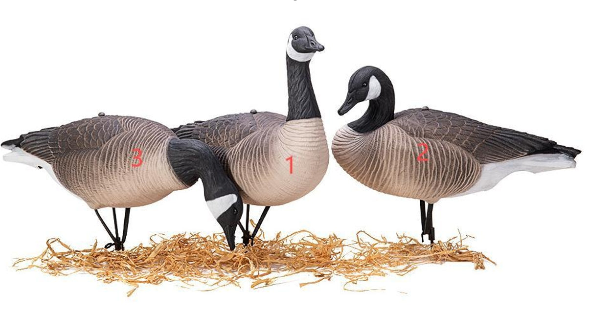 CANADA GOOSE