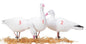 SNOW GOOSE